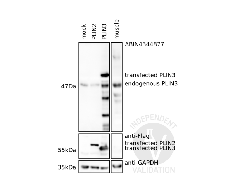 Western Blot Perilipin-3/TIP47 NBP1-87871