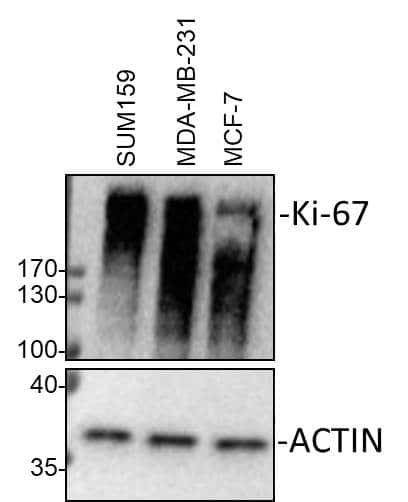 Ki67 Mki67 Antibody Bsa Free Nb500